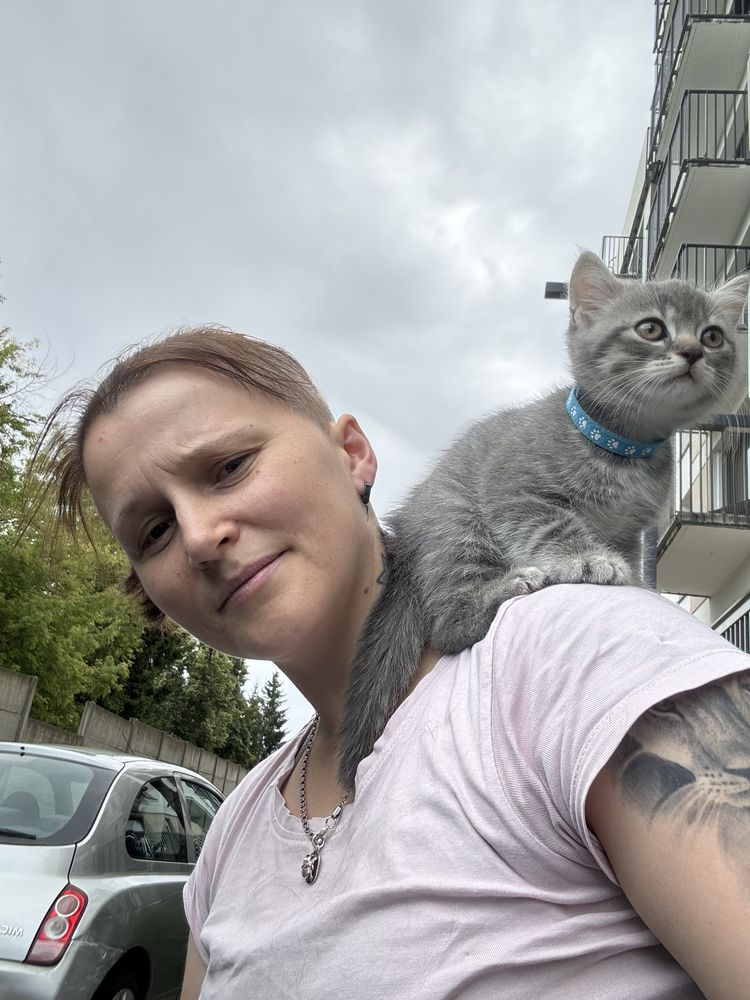 kocięta  Scottish Fold / Scottish Straight 2kotki i 3 kocurki!