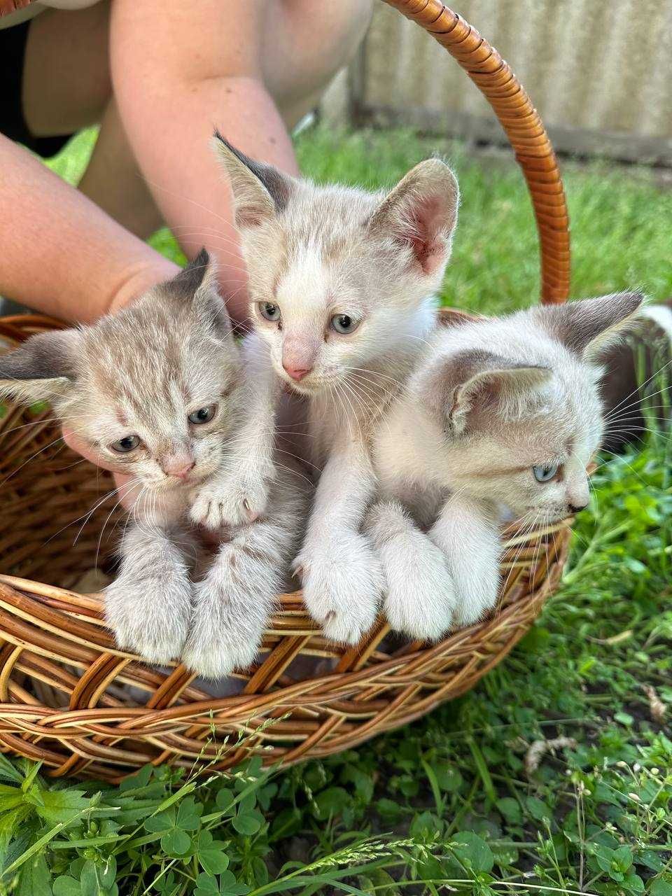 Кошенята дуже милі