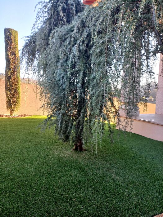 Cedro Atlanta pendula de jardim vai ser removida. devido obras