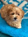 Maltipoo F1-maltańczyk/pudel toy -Pies