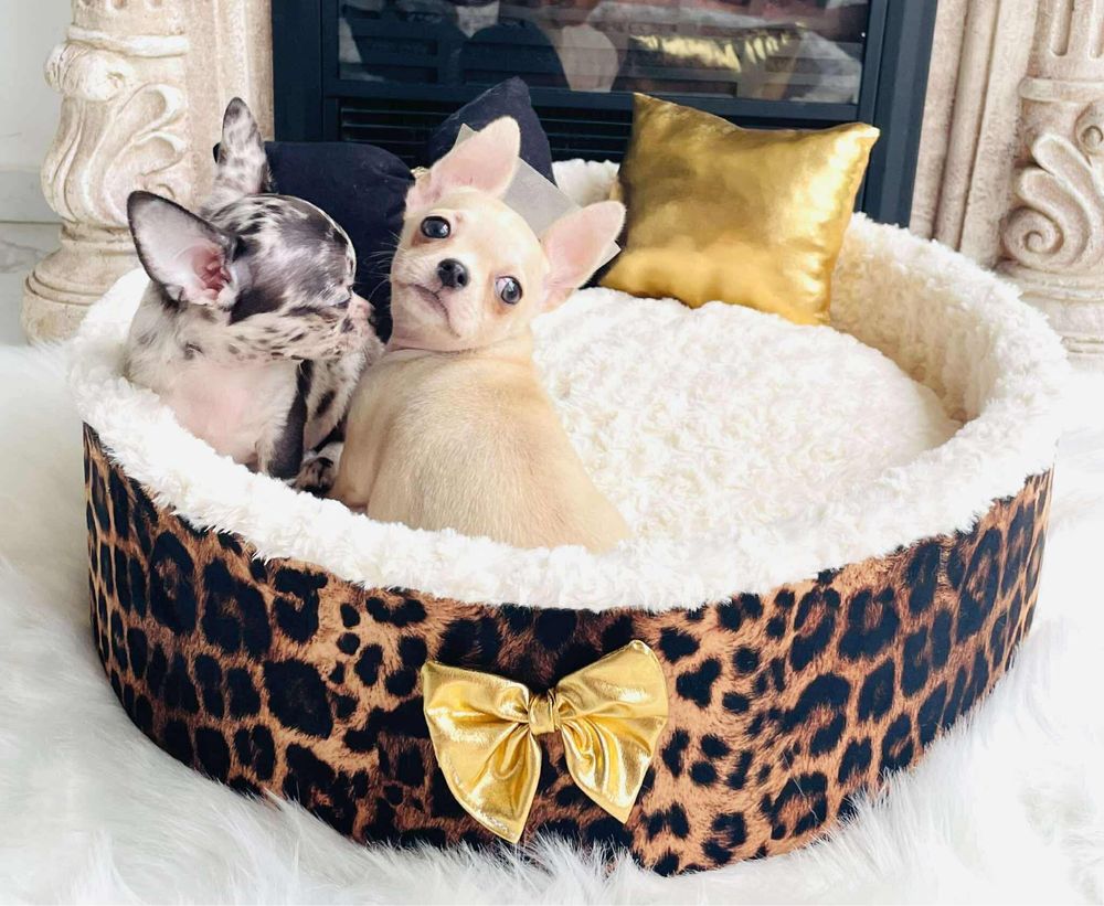 Chihuahua szczenie