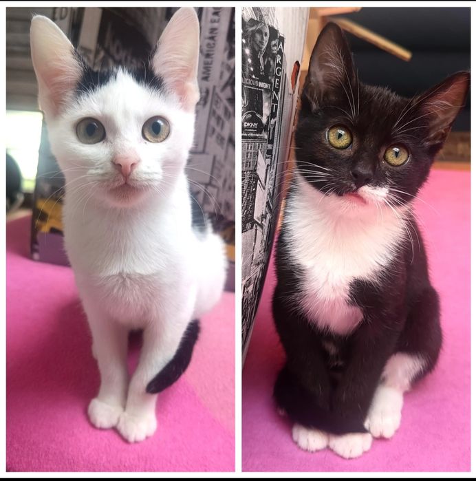 5 miesięczne kicie szukają domu