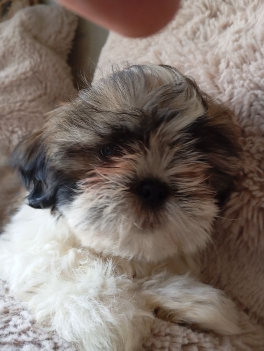 Szczeniaczek shih-tzu piesak