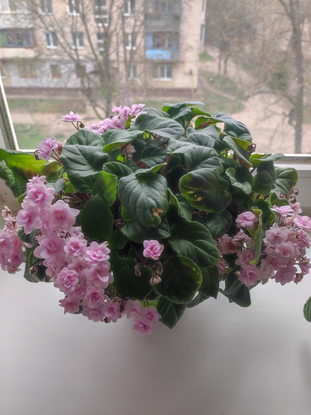 Продам детки сортовых фиалок .