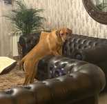 Rhodesian Ridgeback WYBITNIE WYSTAWOWĄ dziewczynka