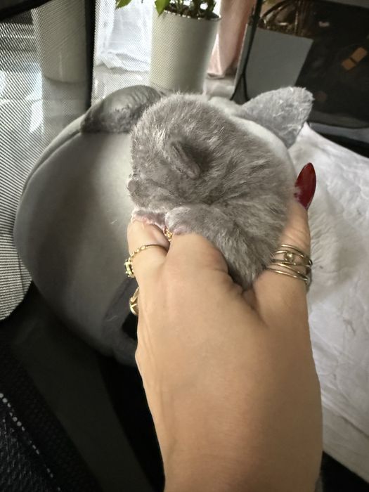 Kot brytyjski niebieski liliowy