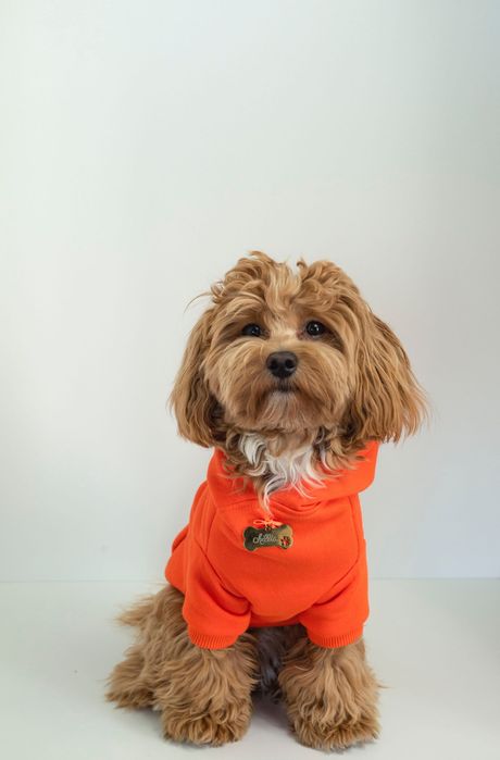 Ubranko dla psa, z kapturkiem piękny pomarańczowy