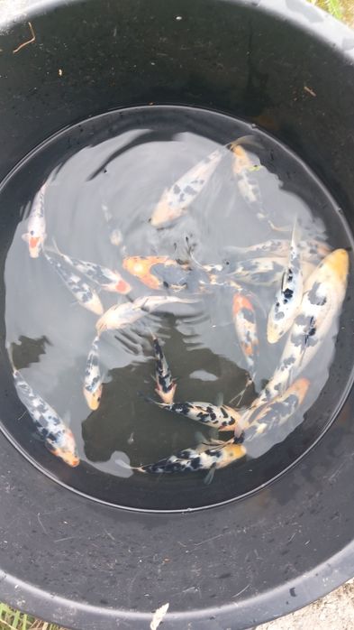 Коропи кої карп коі