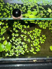 Plantas de superfície para aquarios