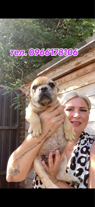 Дівчинка блакитно-палевий мерле