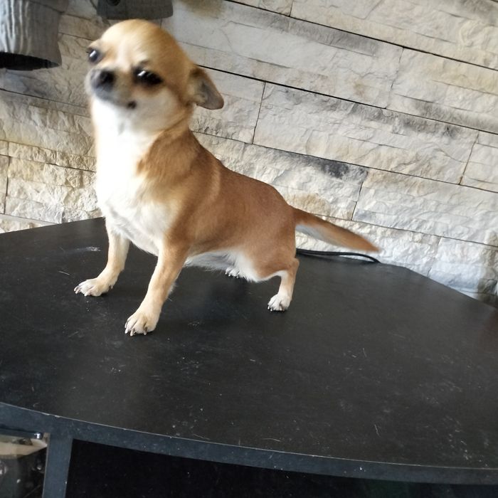 Chihuaua na sprzedaż