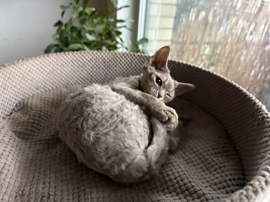 Dziewczynka Devon Rex niebieska