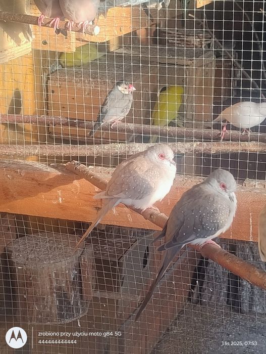 Sprzedam gołąbki diamentowe