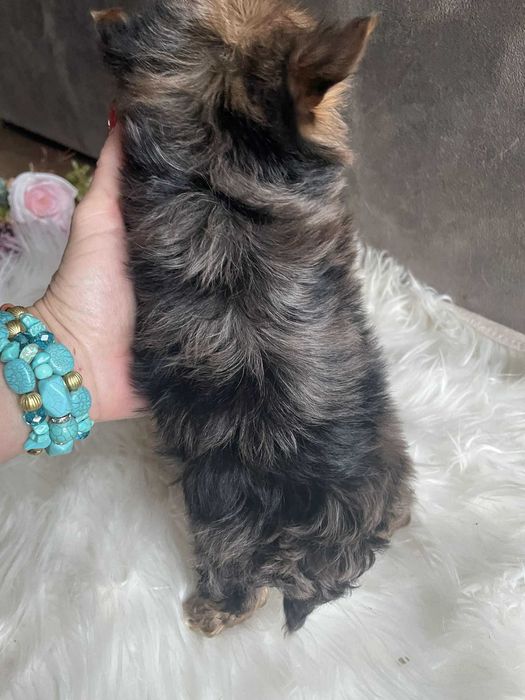 Yorkshire terrier chłopak Szafir biewer