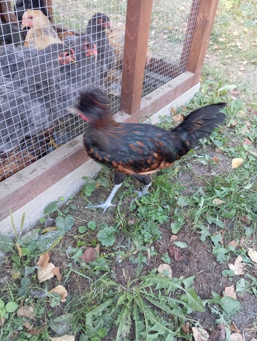 Kogut koguty czubatka złoto łuskowata wyandotte srebrno łuskowata