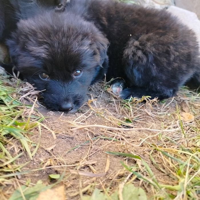 Pieski do oddania za darmo.