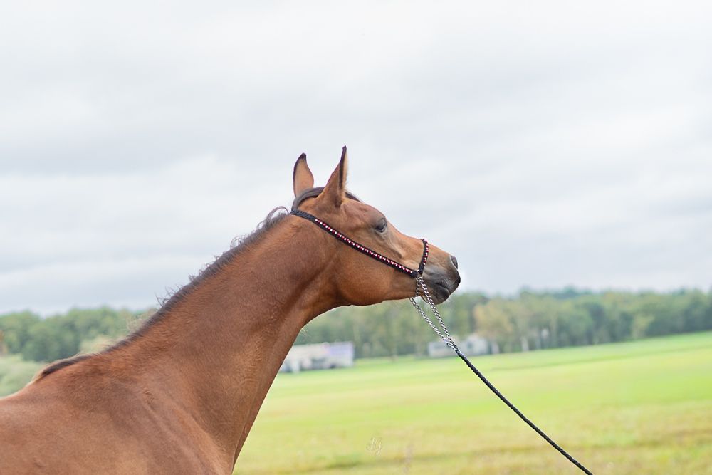 Klacz czystej krwii arabskiej