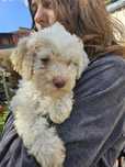 Piesek Lagotto Romagnolo FCI – po pracujących rodzicach