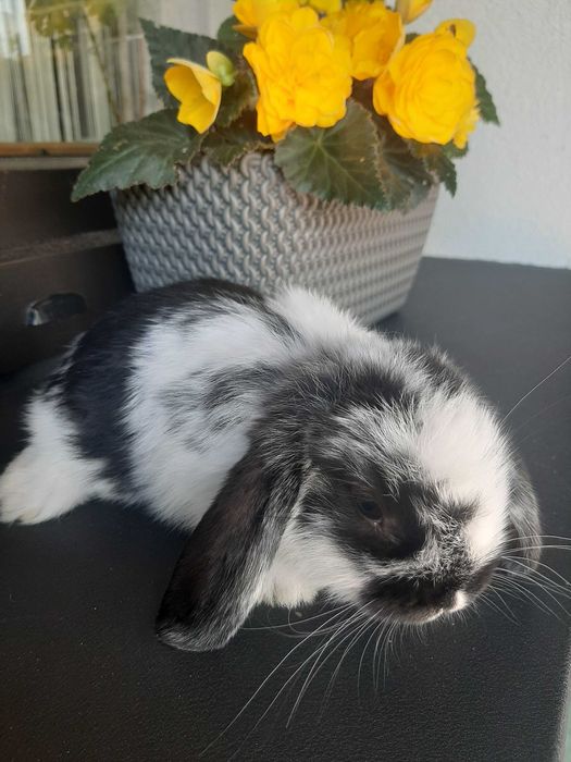 Króliki baranek miniaturka karzełek mini lop