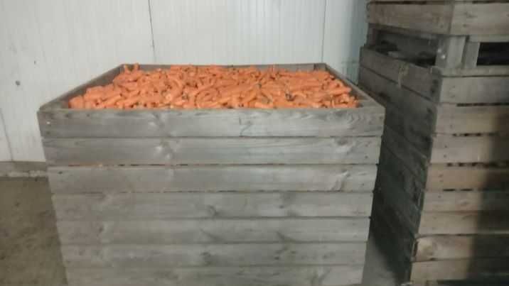 Marchew odpadowa, buraczki odpadowe, buraczki grube