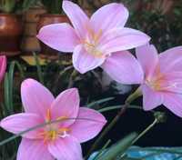 Зефирантес розовый, выскочка, комнатные цветы