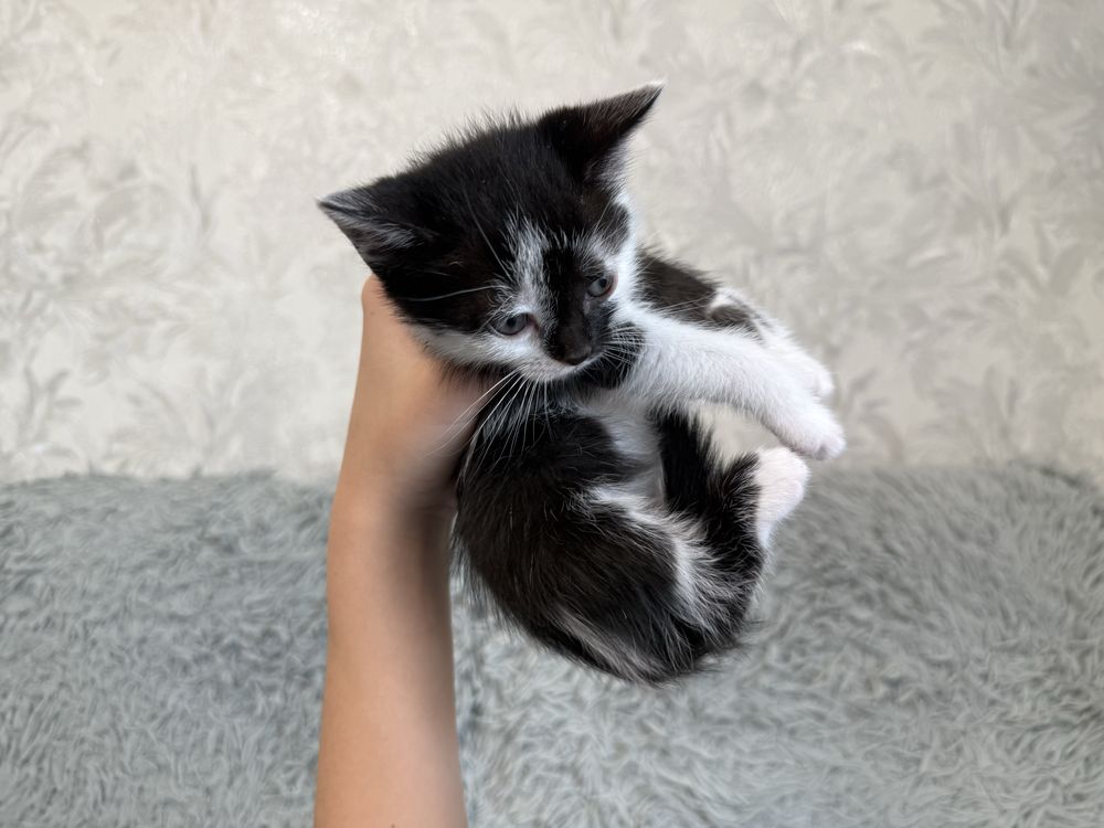 Отдам Котят в хорошие руки