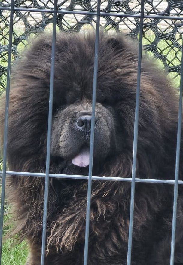 Chow chow blue ekstra klasa szczeniak z rodowodem