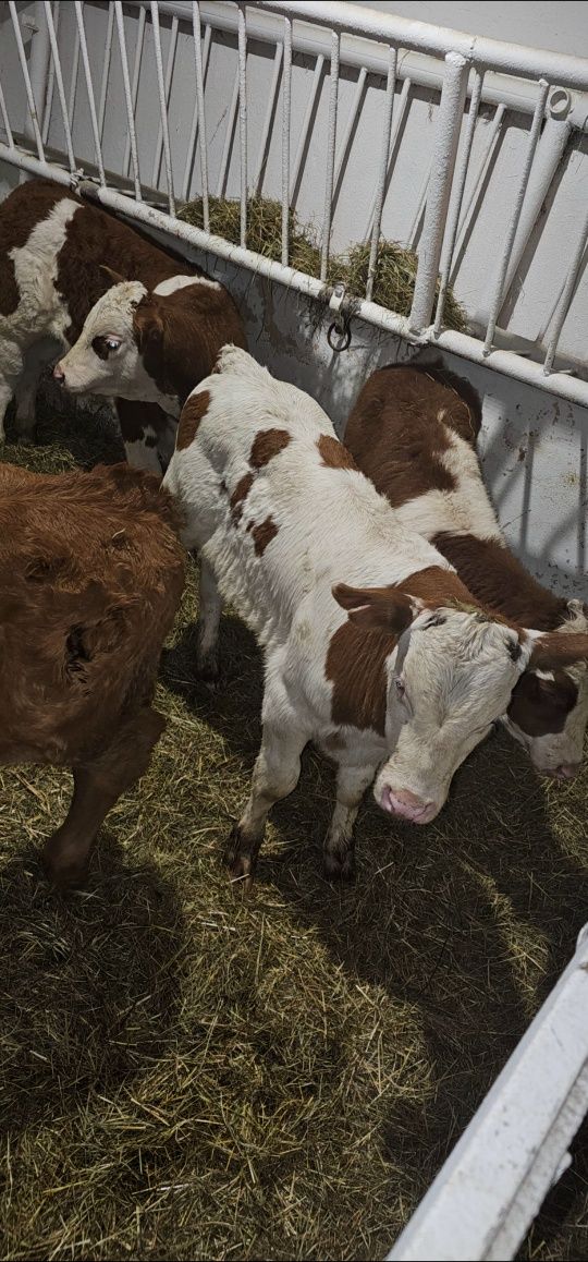 Cielęta Mięsne Sprzedaż byki jałówki