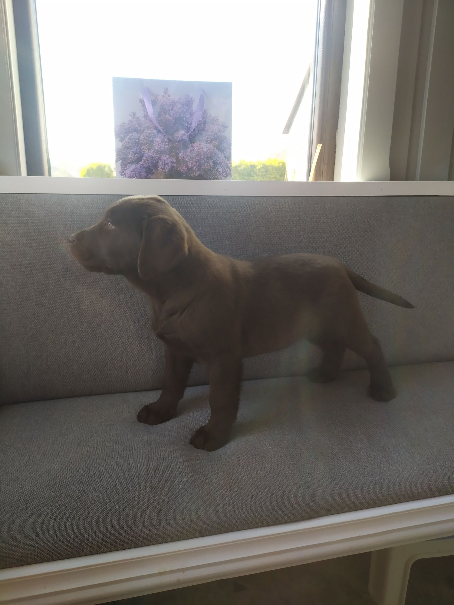 Labrador retriever