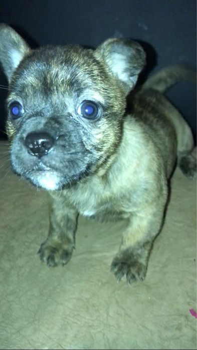 Віддам в добрі руки цуциків французького бульдога