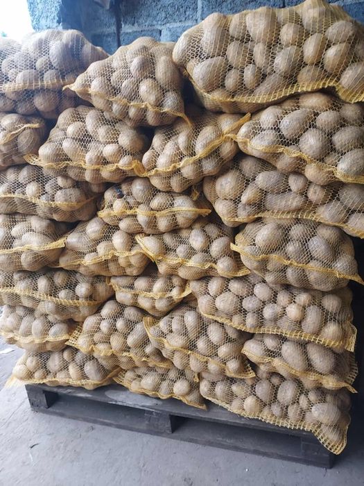 Ziemniak jadalny Soraya