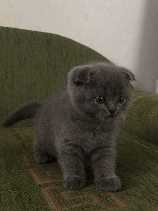 Шотландець-в‘язка