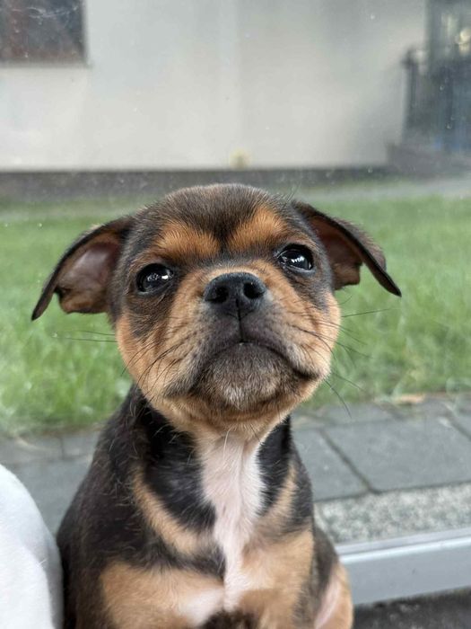 Staffordshire Bull Terrier - Dostępny piesek Staffik