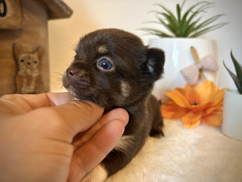 Menino chihuahua chocolate semi pelo