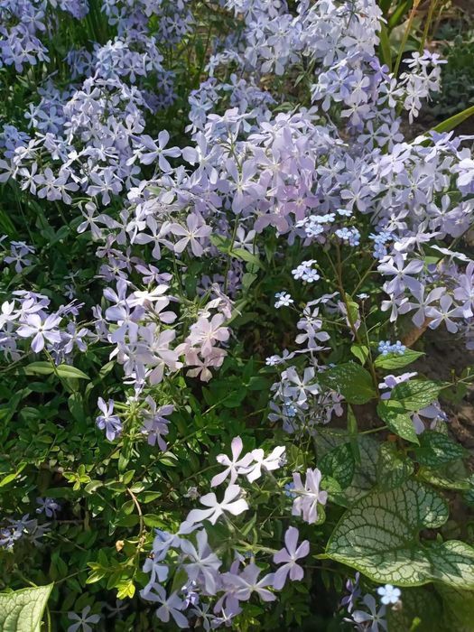 Садовые растения