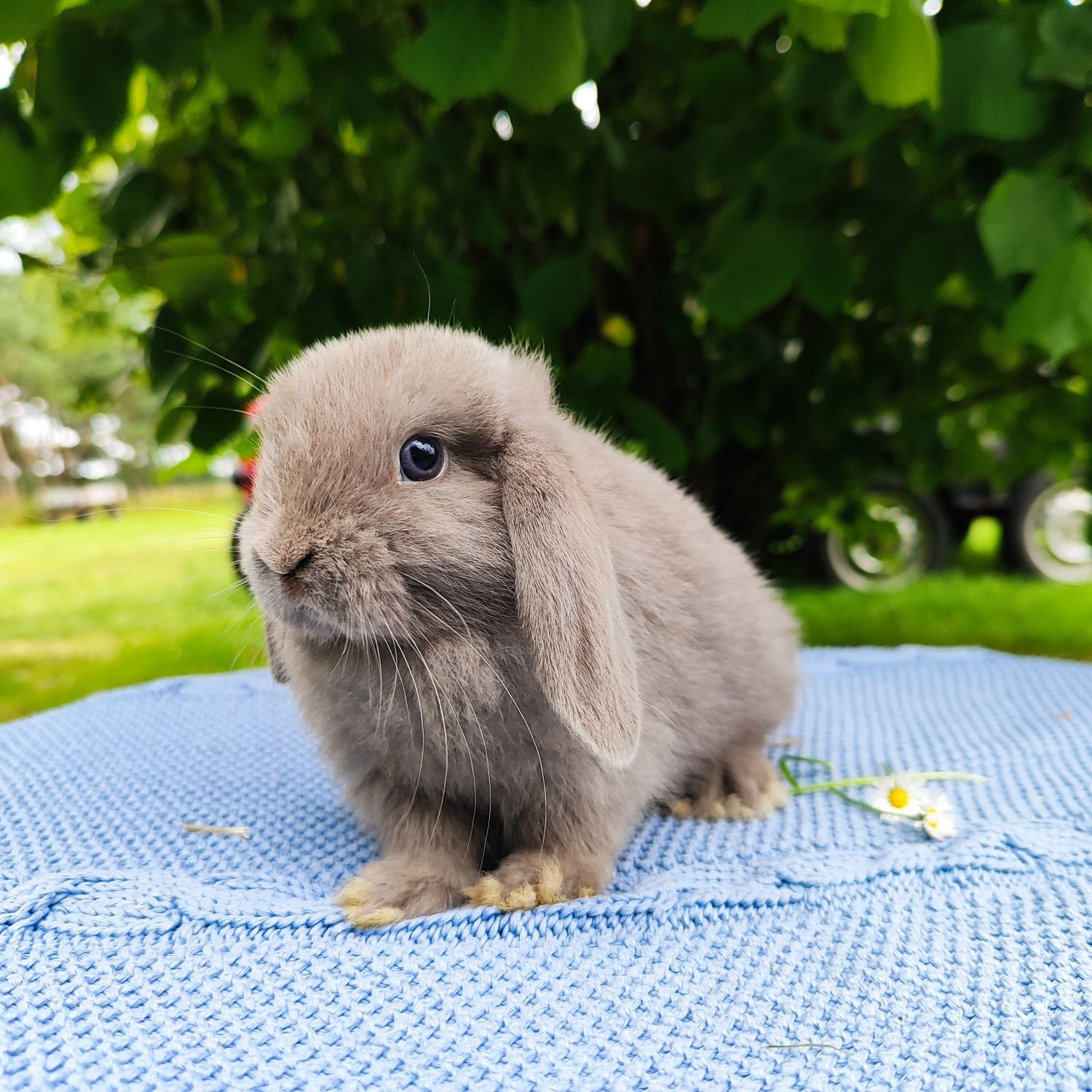 Mini lop rasowy metryka legalna hodowla miniaturka baranek