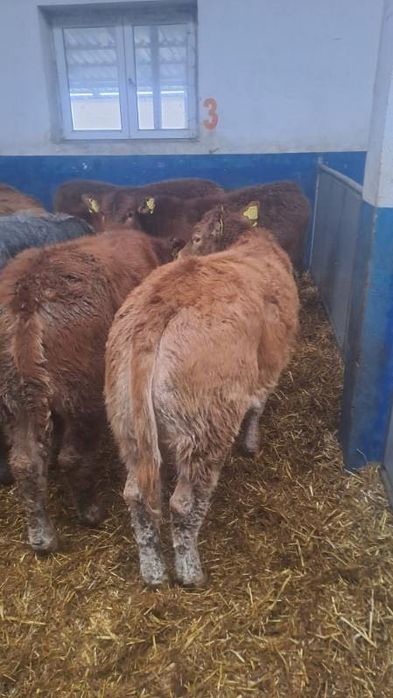 Sprzedam cielaki mięsne Cała Polska