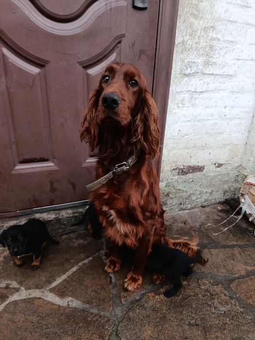 Віддам цуценят в добрі руки