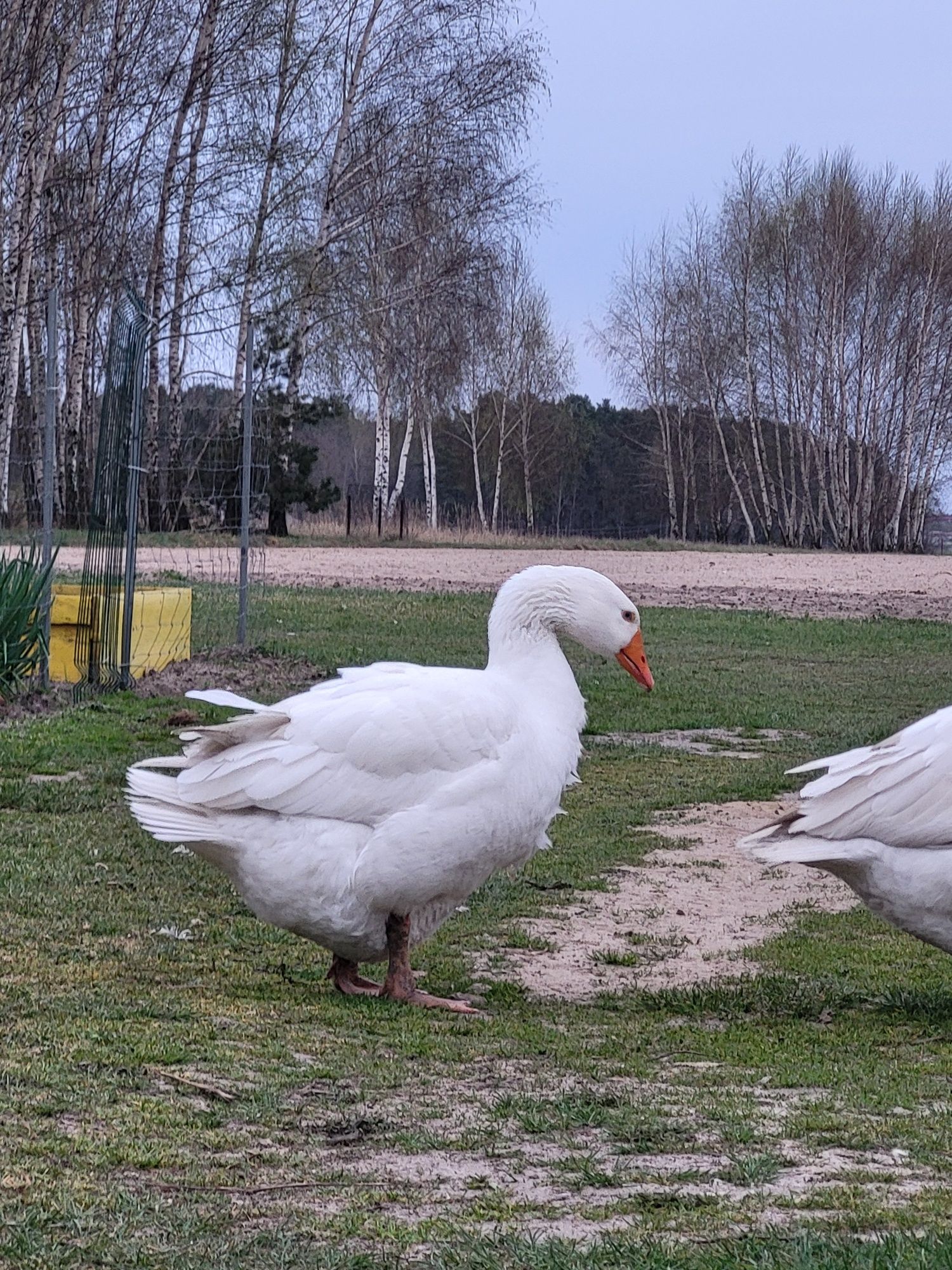 Para gęsi on i ona