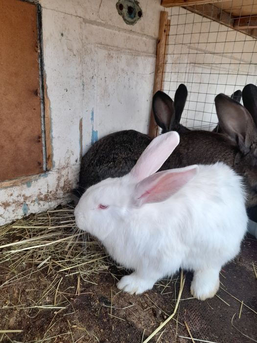 Продам кролів                        .