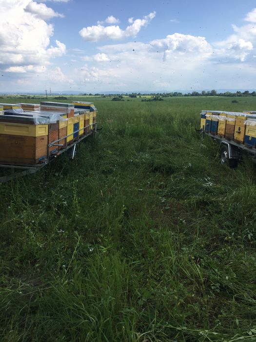Продам бджоло пакети! 2025рік. Бджола карніка, матки ф 1