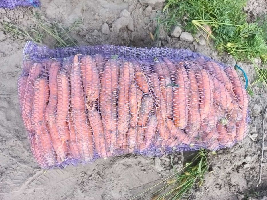 Морква від виробника