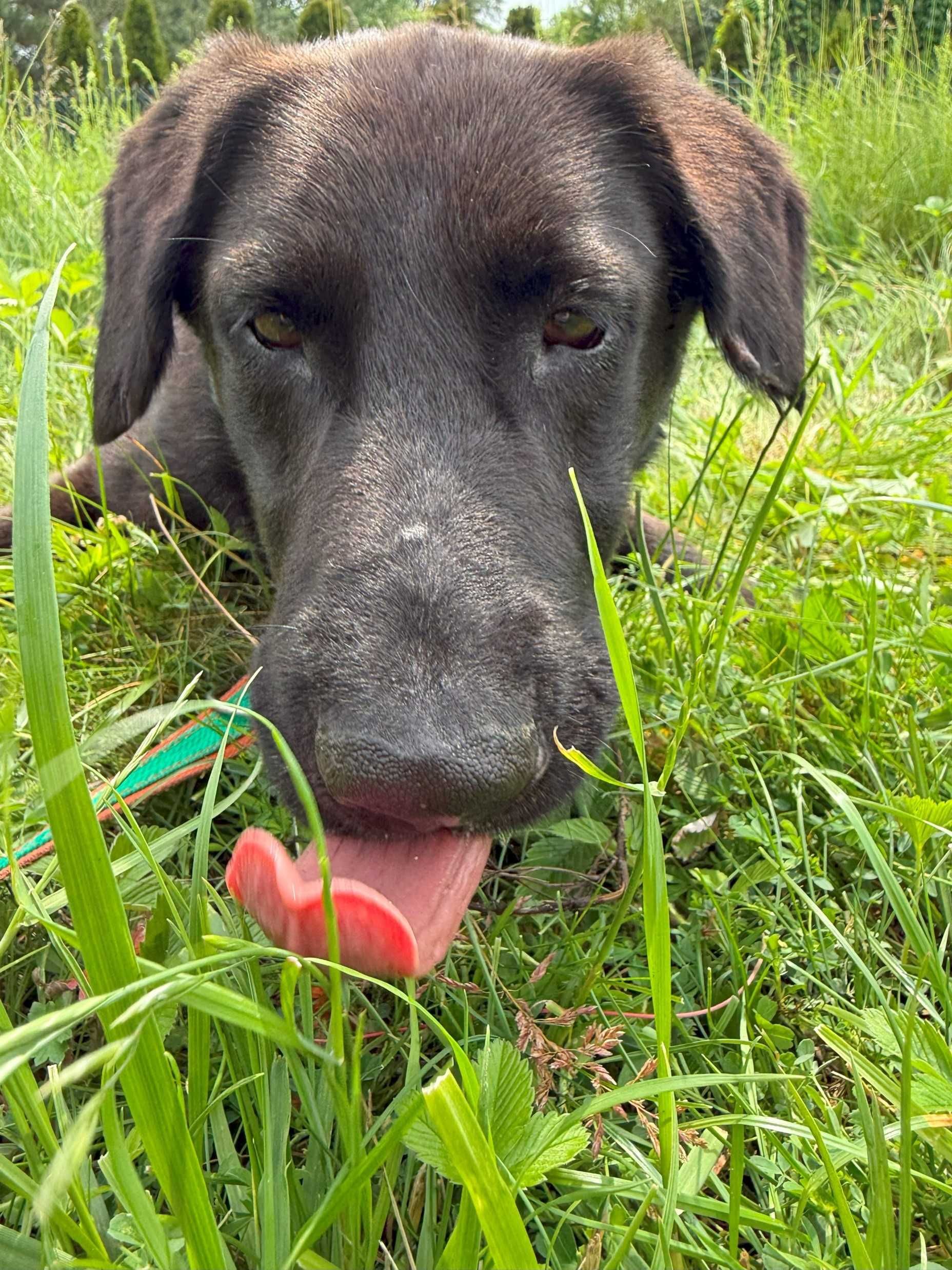 Guru - młody pies w typie labradora