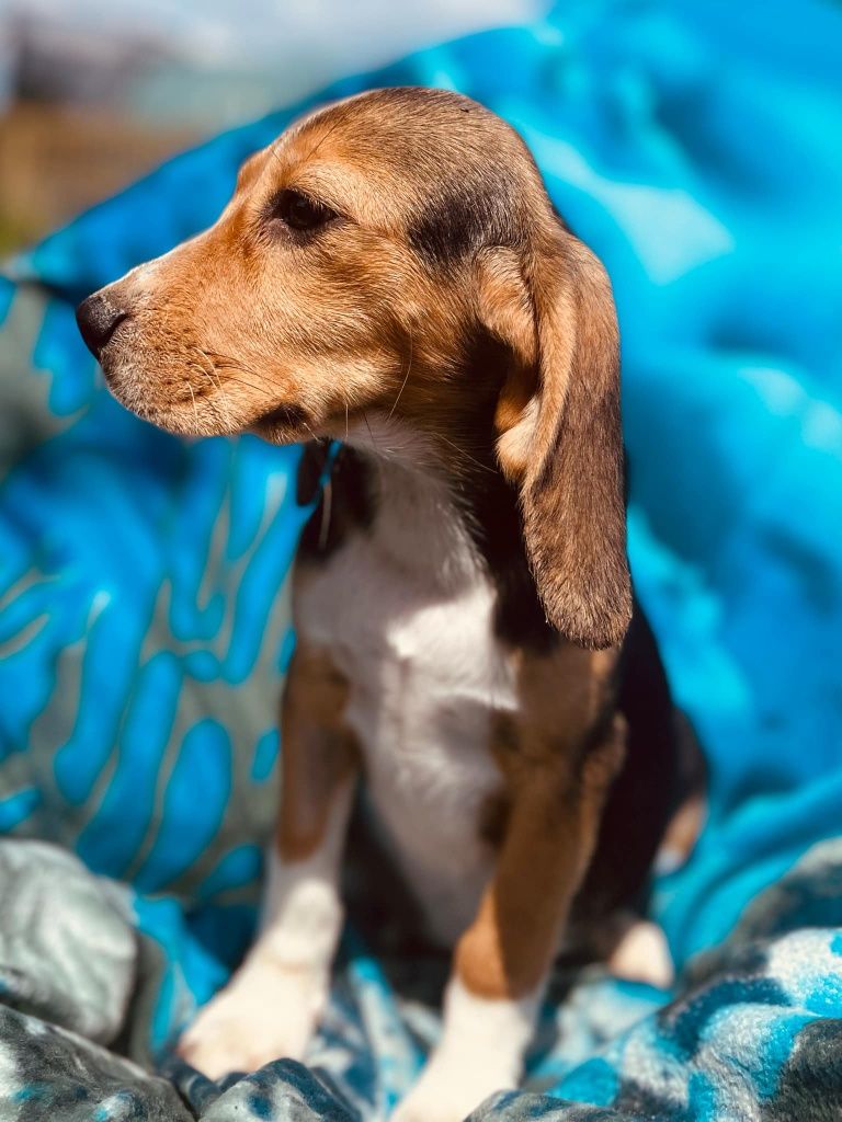 Beagle z legalnej hodowli