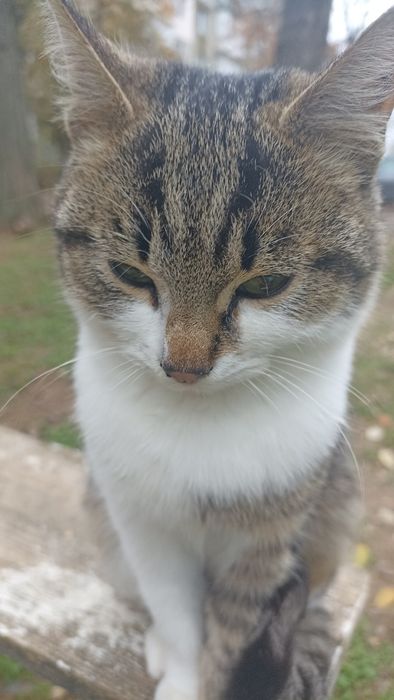 Ищу маму с папой)семью хороших добрых людей