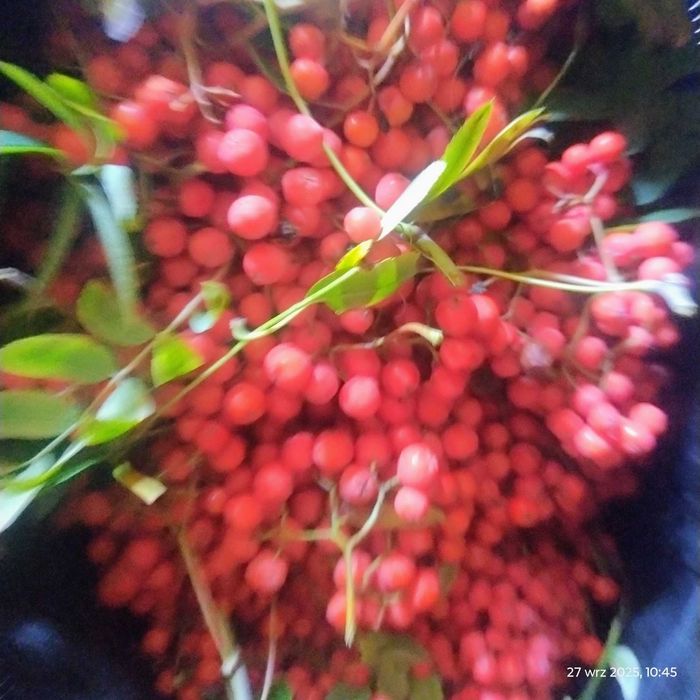 Jarzębina Owoce Świeże