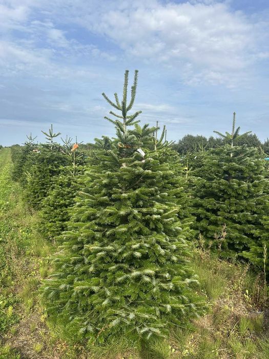 Jodła kaukaska cięta 175-250 ChoinkiPrima.pl FB