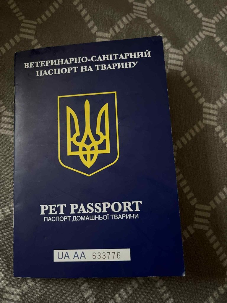 Помиранський Шпіц  В'язка  хлопчик чистокровний з документами
