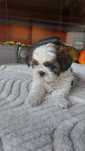 Shih tzu szitsu szczeniak pies piesek