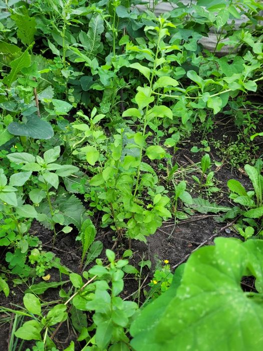 Саджанці ягоди Годжі 2 роки